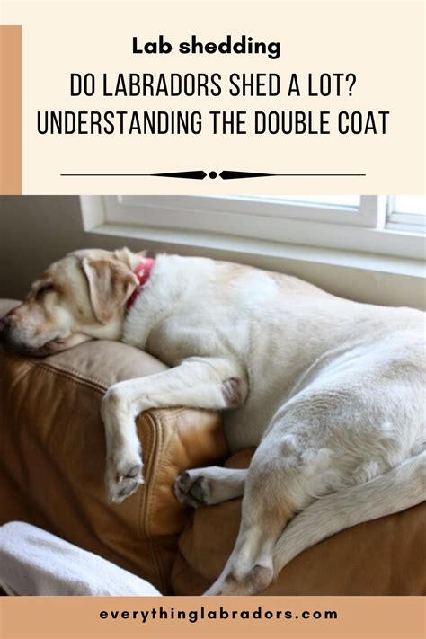 when do labradors moult